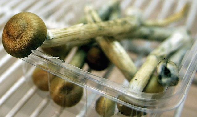 The magic mushrooms Canada are probably the greatest-known psychedelics