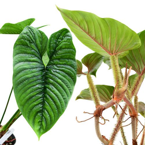 How To Grow and Care Philodendron Serpens