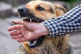 Identifying and Addressing the Reasons Behind Dog Biting