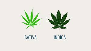 Ideal Conditions For Growing Either Indica Or Sativa