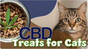 Healthy Indulgences: CBD Treats for Cats